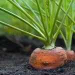 Home gardening has deep roots in American history. From colonial times to today, it has evolved alongside the nation’s culture and needs