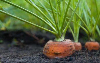 Home gardening has deep roots in American history. From colonial times to today, it has evolved alongside the nation’s culture and needs