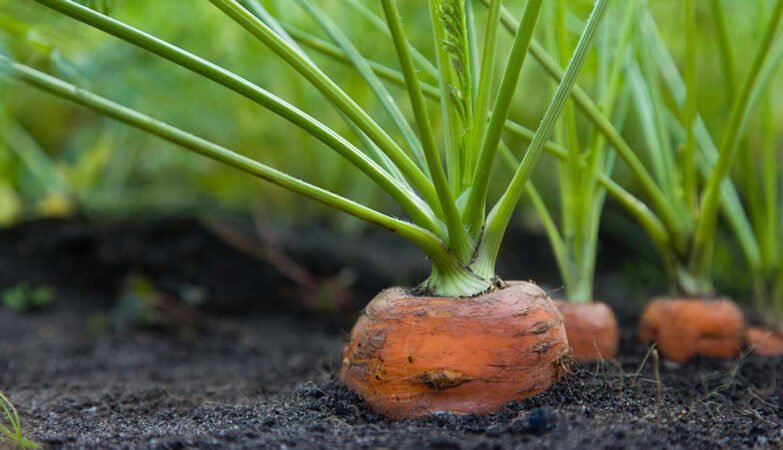 Home gardening has deep roots in American history. From colonial times to today, it has evolved alongside the nation’s culture and needs