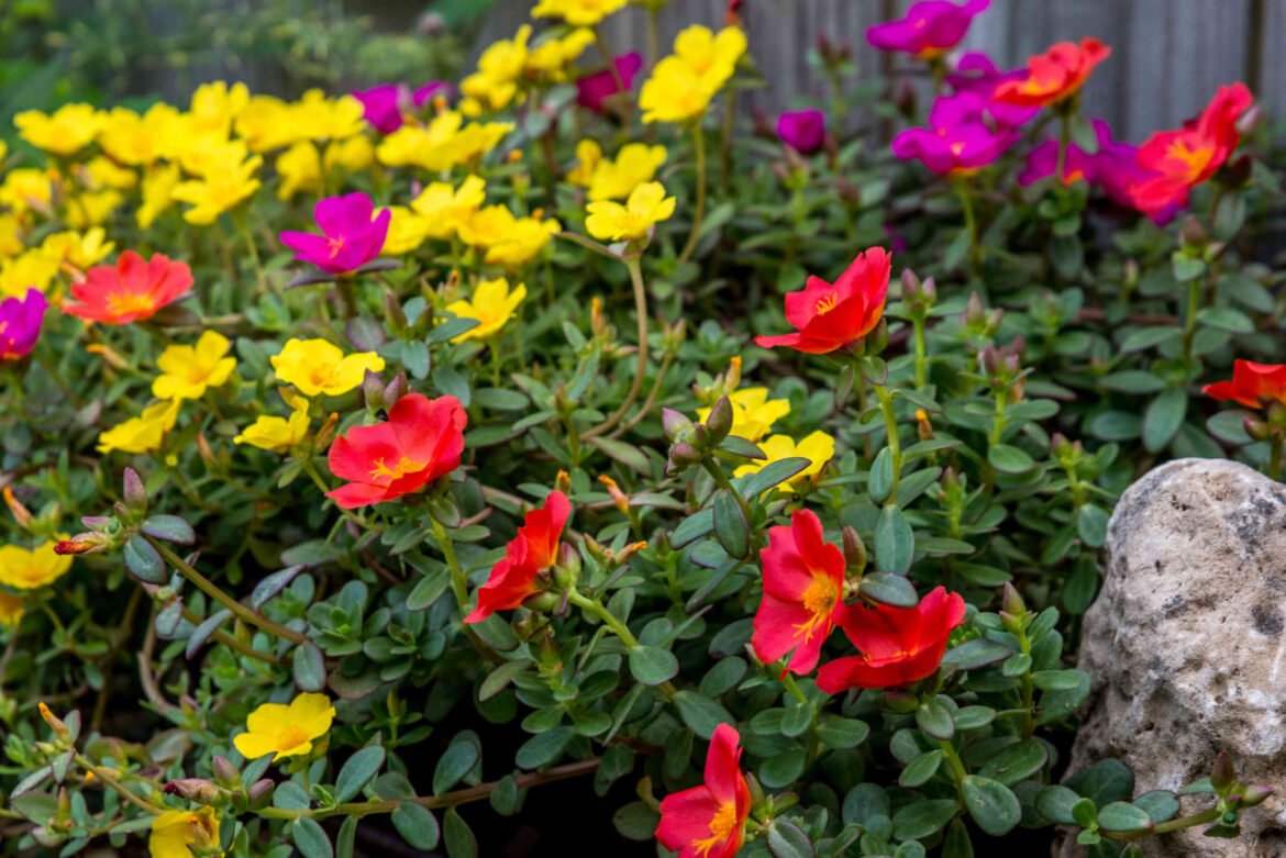 Heat-Tolerant Annual Flowers: Brighten Your Garden in the Summer Heat