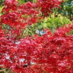 Japanese maples are prized for their stunning foliage and graceful form. However, maintaining their health requires