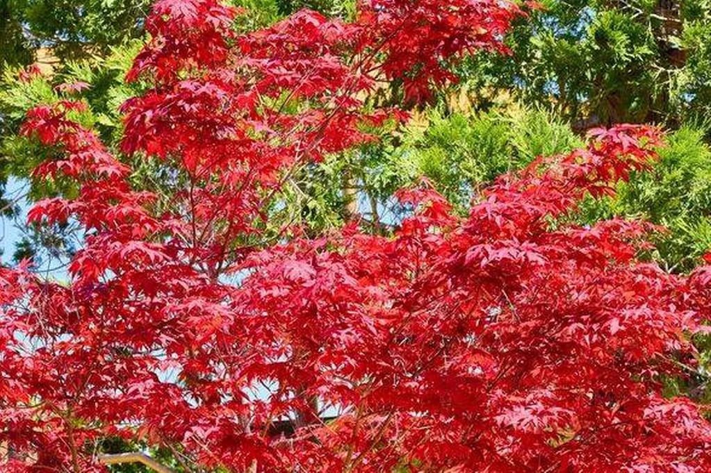 Keep Japanese Maples Thriving with One Weekly 5-Minute Task in August