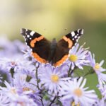 As summer fades, gardeners face the “fall garden tax”—the effort needed to prepare for the cooler months. But with the right planning