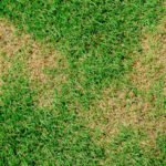 Yellow patches on your lawn can be frustrating. They ruin the lush green look you’ve worked hard to maintain
