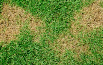 Yellow patches on your lawn can be frustrating. They ruin the lush green look you’ve worked hard to maintain
