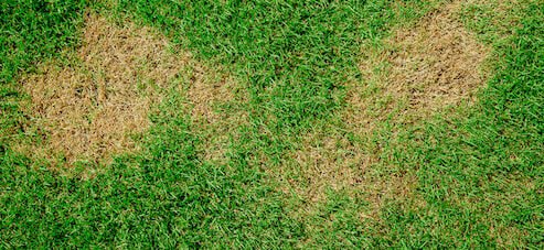 Yellow Patches on Your Lawn? Here’s the Bad News